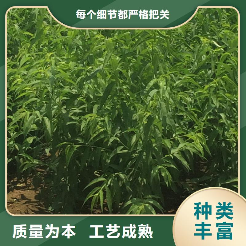 【桃梨树苗自有生产工厂】