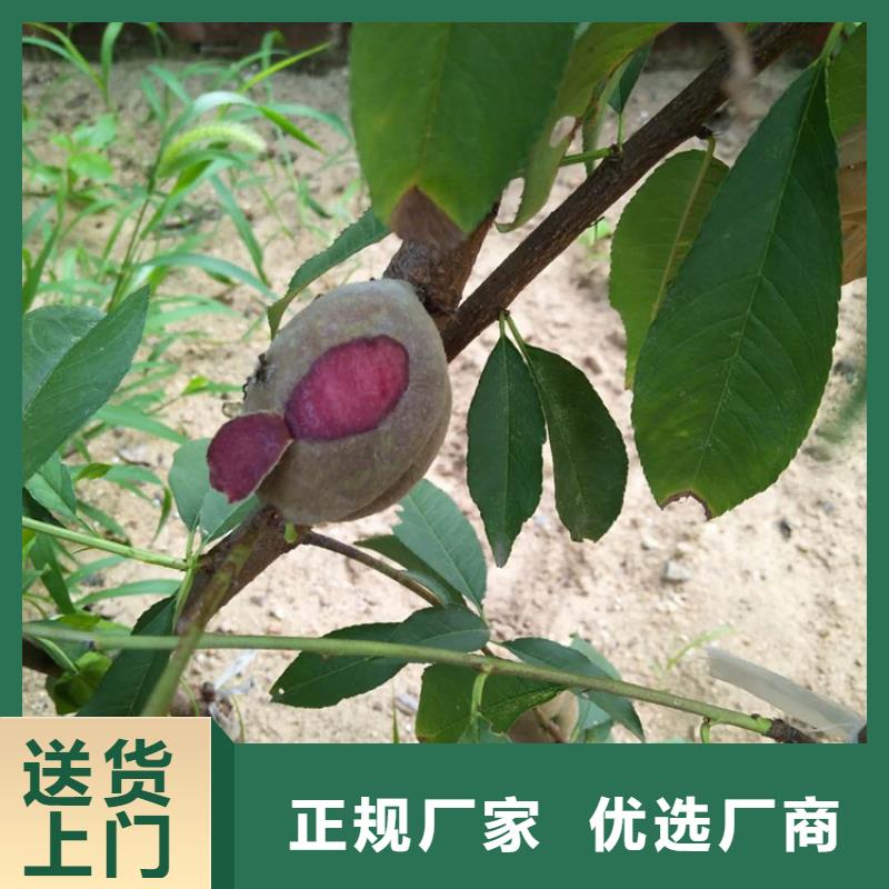 桃蓝莓苗甄选好厂家