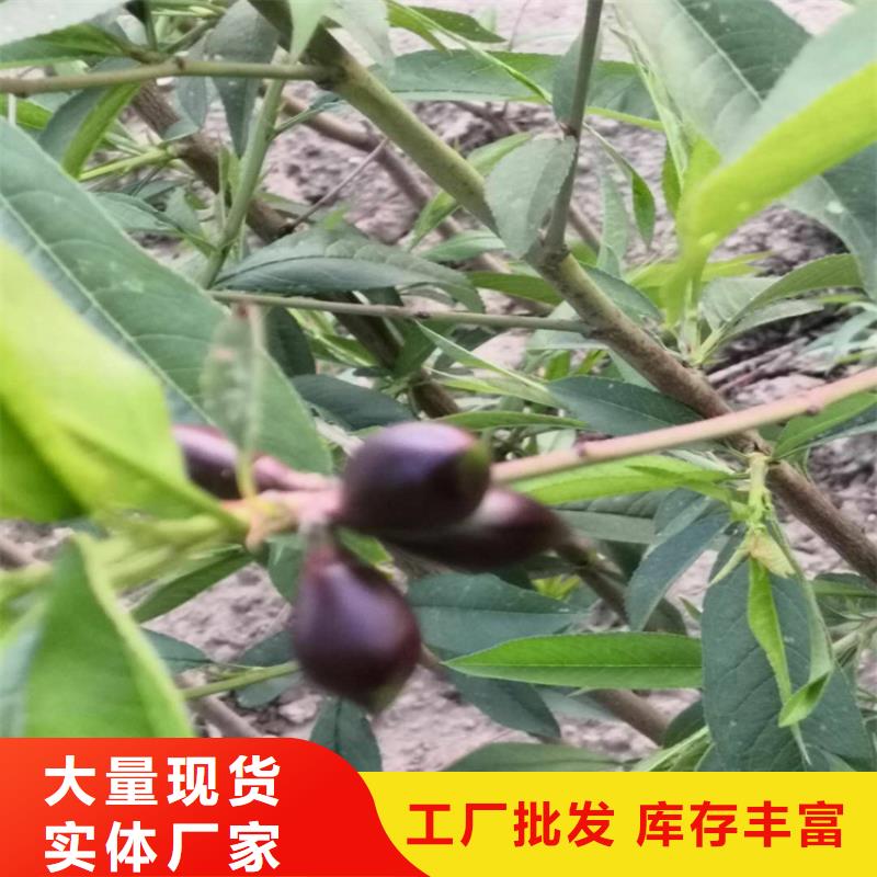 桃【苹果苗】实体诚信厂家