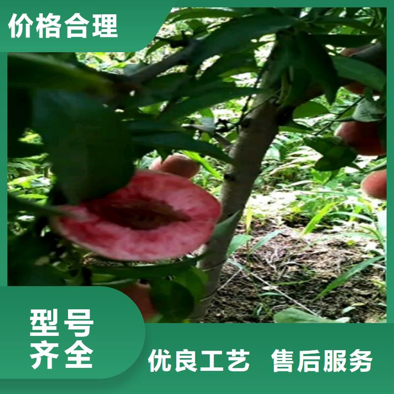 桃无花果苗满足客户需求