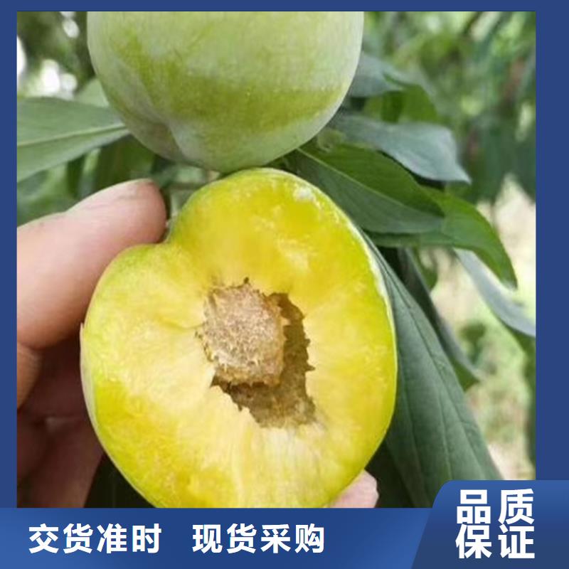 李子无花果苗质量检测