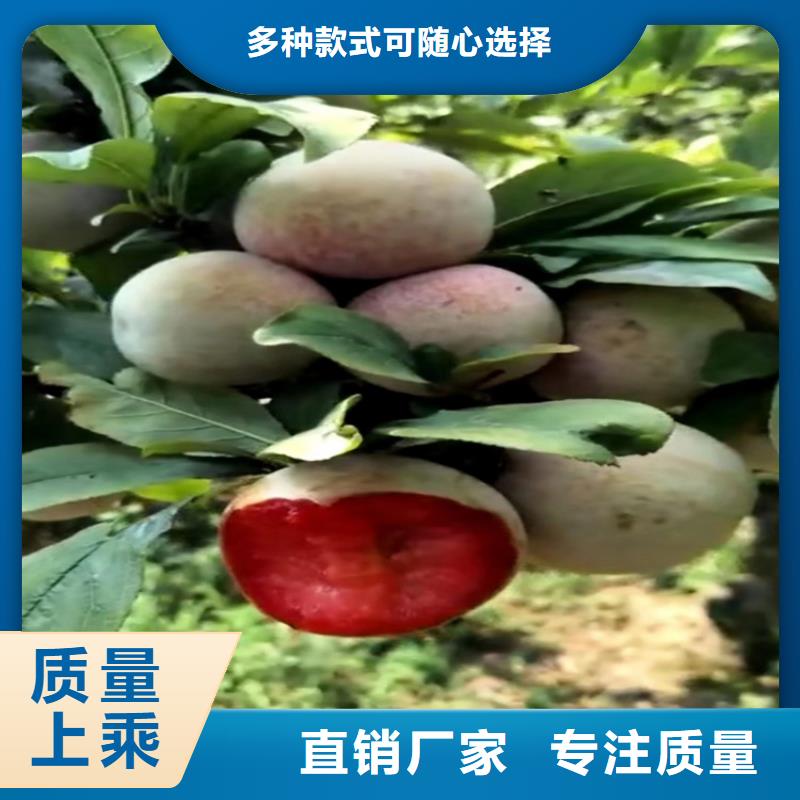 【李子苹果苗N年生产经验】