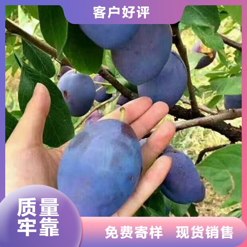 李子_花椒苗品质保障价格合理