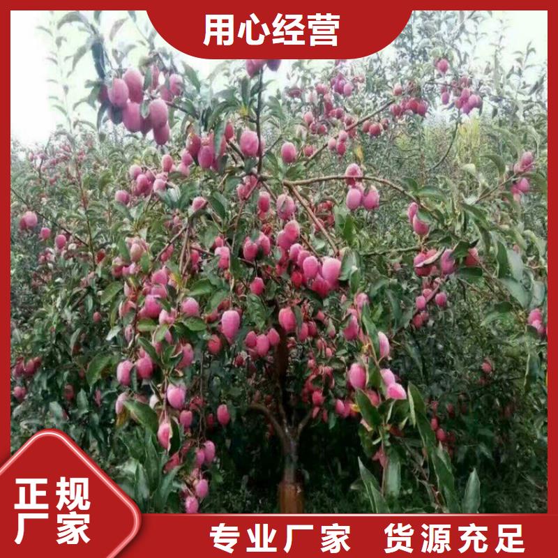 李子【蓝莓苗】专注质量