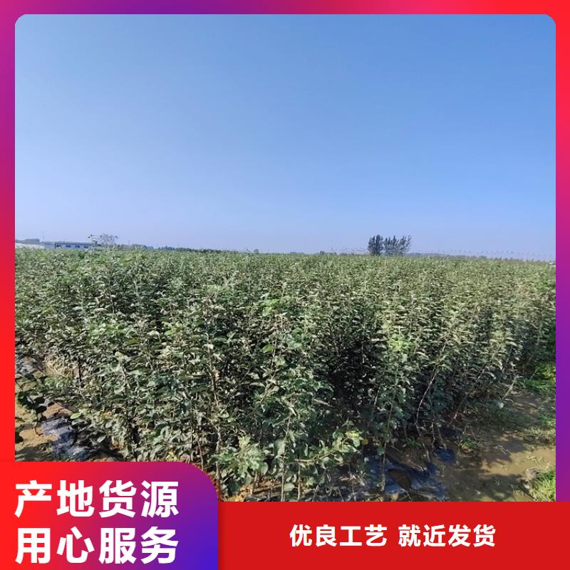 李子苹果苗支持大批量采购