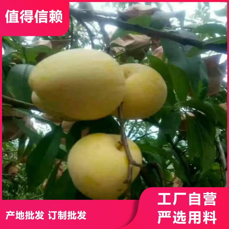 李子嘎啦苹果批发商