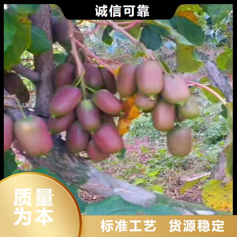 猕猴桃-板栗苗实力厂家