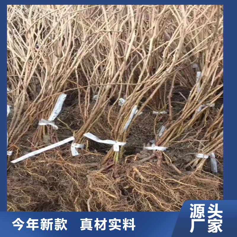 猕猴桃樱桃苗高性价比