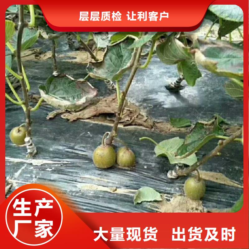 猕猴桃-无花果苗厂家规格全