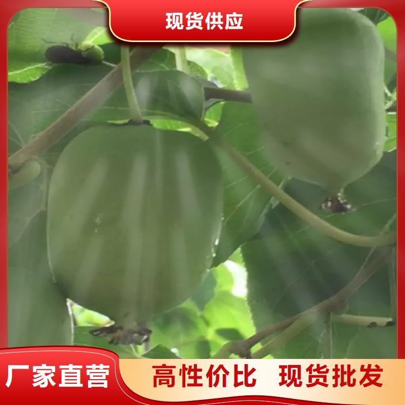 【猕猴桃】,樱桃苗低价货源