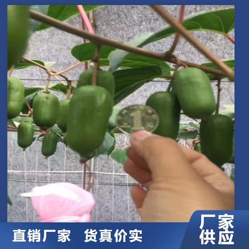 猕猴桃樱桃苗型号全价格低