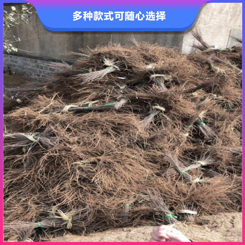 猕猴桃苹果苗应用领域