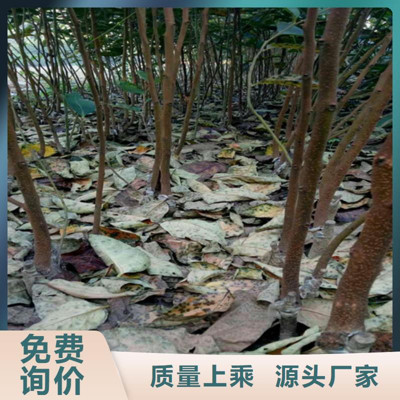 【柿子石榴树源厂供货】