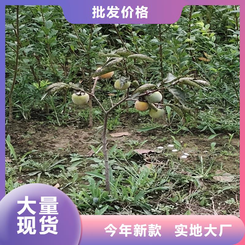 柿子苹果苗厂家十分靠谱