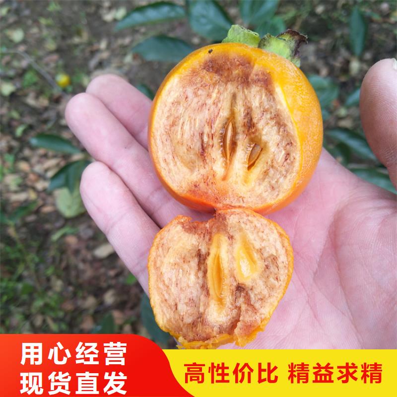 柿子苹果苗品牌大厂家