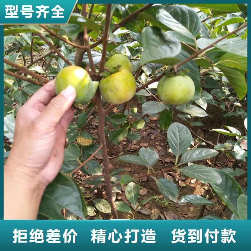 柿子-【黄瓜苗】源头厂家量大价优