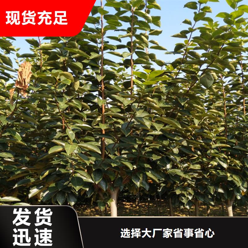 【柿子】樱桃苗全品类现货