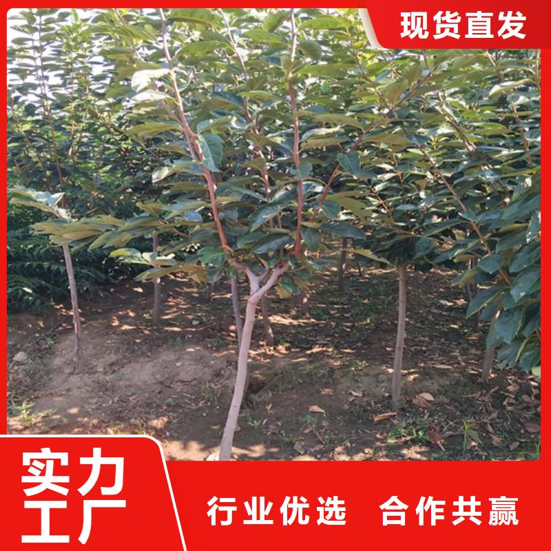 柿子【苹果苗】注重细节