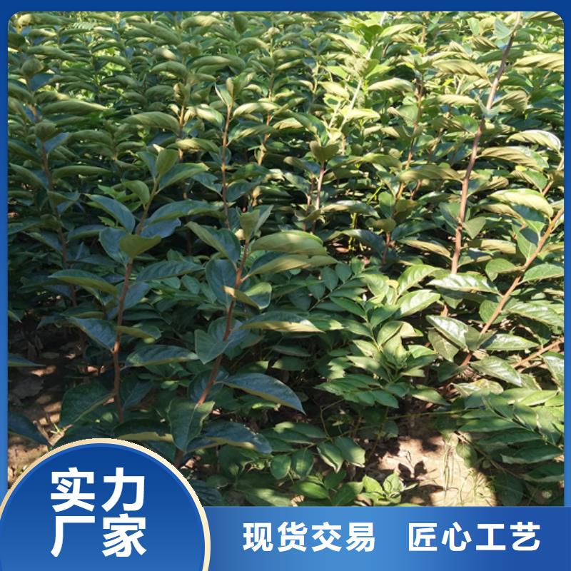 【柿子苹果苗无中间商厂家直销】