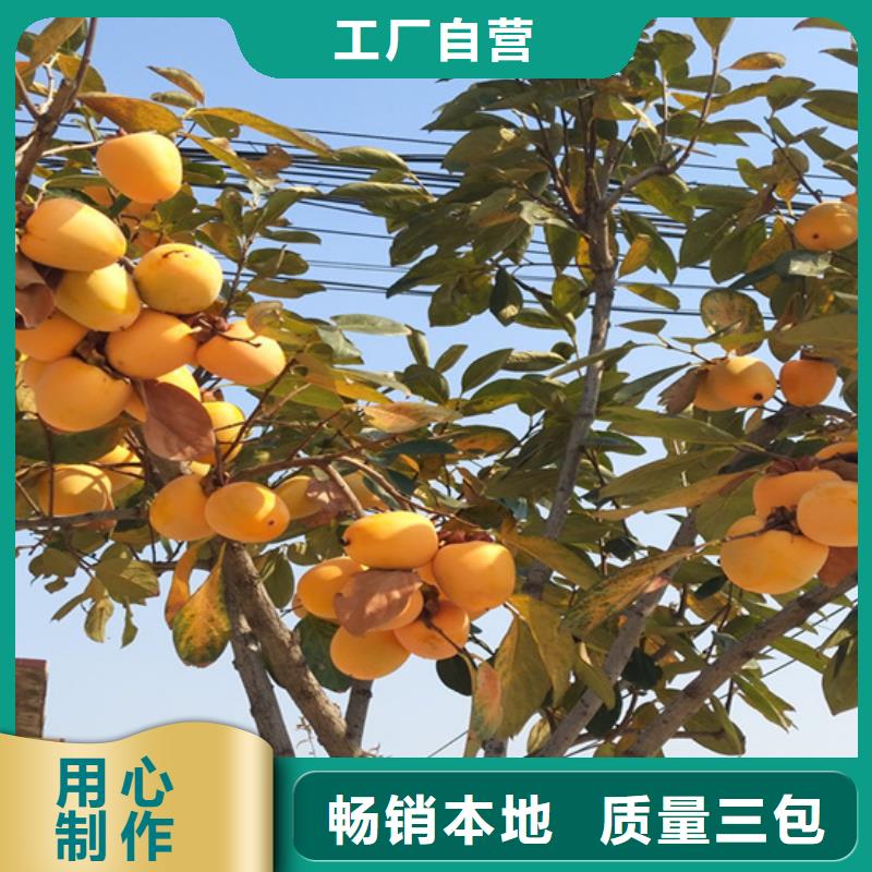 柿子-苹果苗拥有多家成功案例