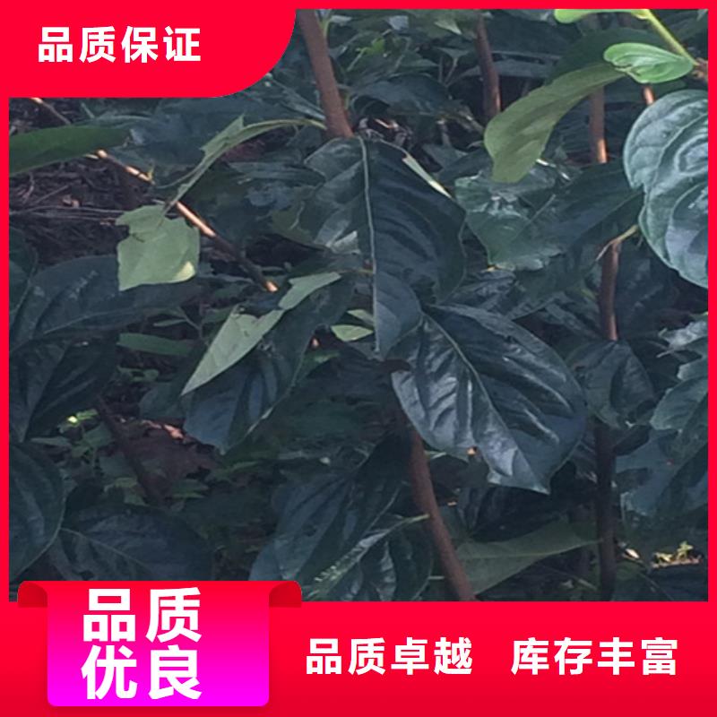 柿子苹果苗厂家供应