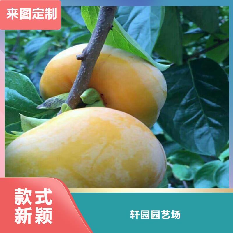 柿子蓝莓苗定制零售批发