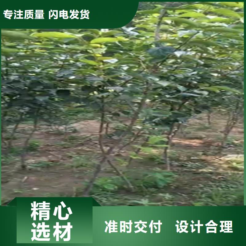 柿子苹果苗供应采购