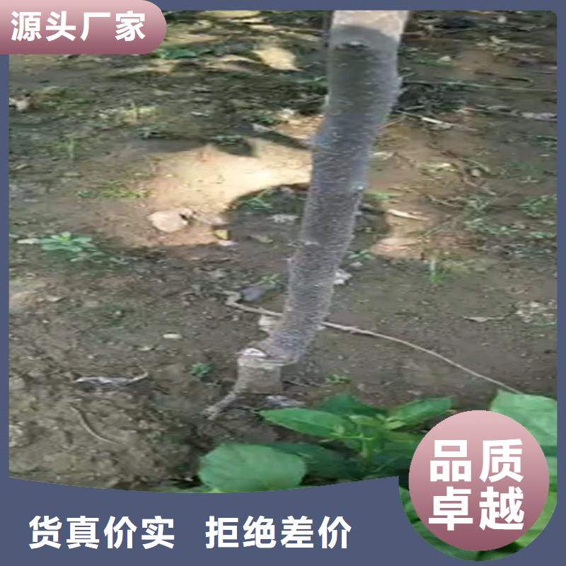 柿子苹果苗供应采购