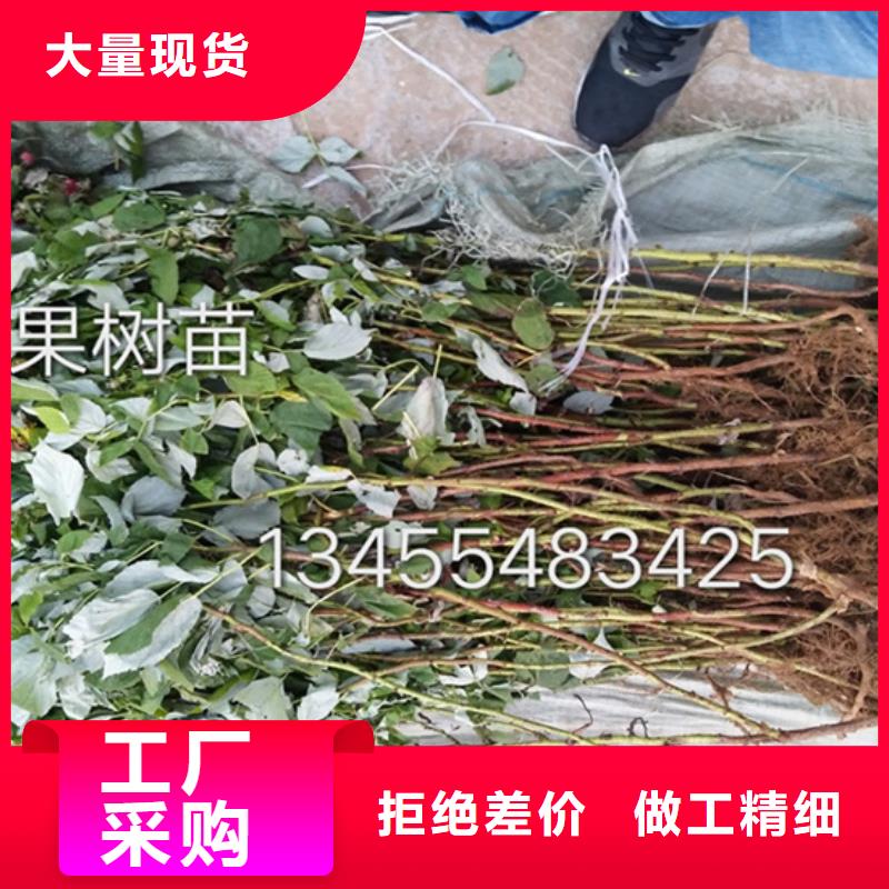 【树莓】无花果苗量少也做