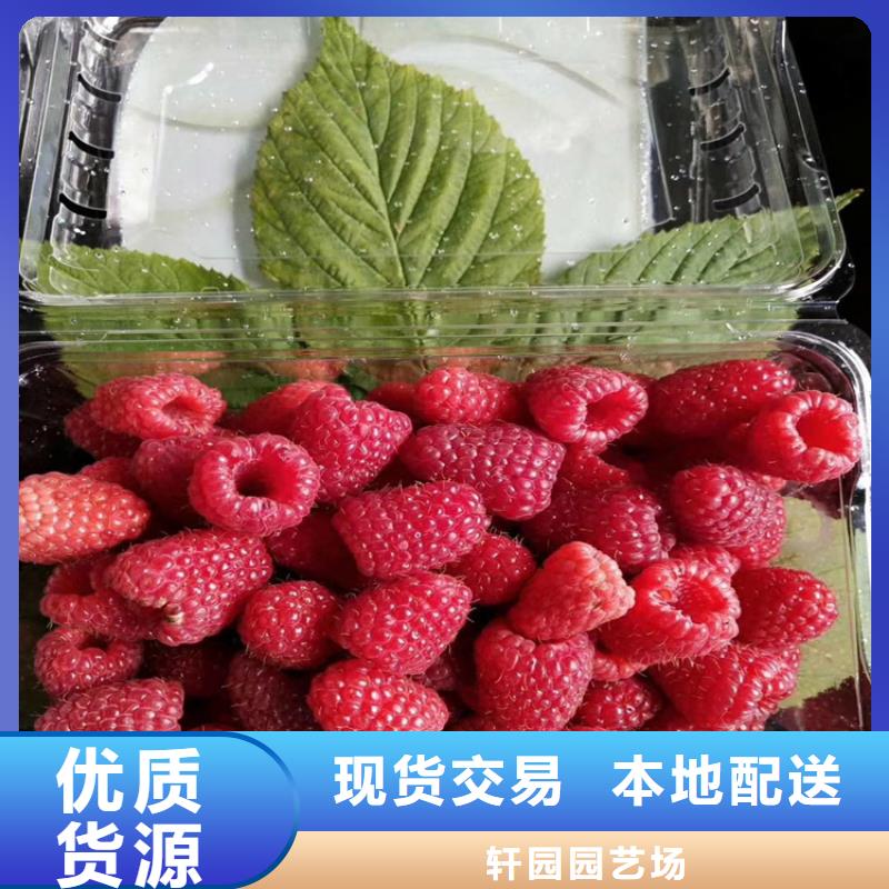 树莓李子苗厂家批发价