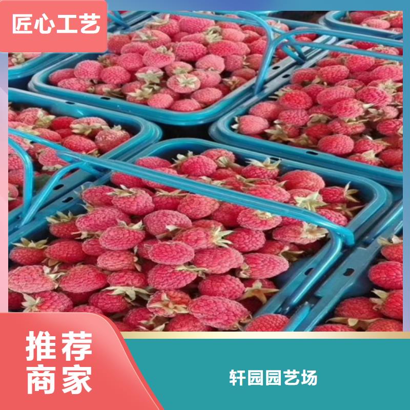 树莓桃树苗品质信得过