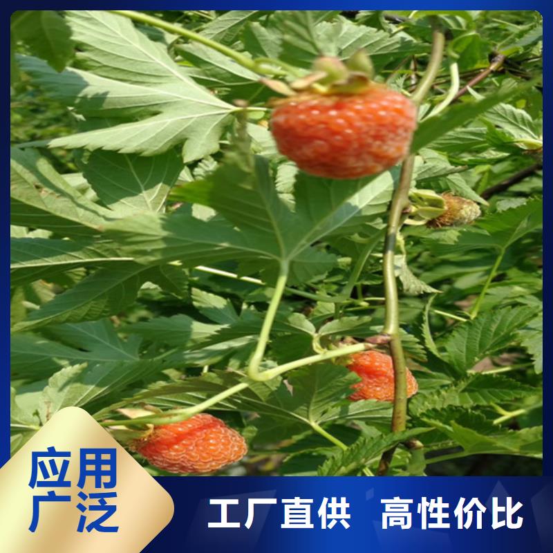 【树莓3公分石榴苗使用寿命长久】