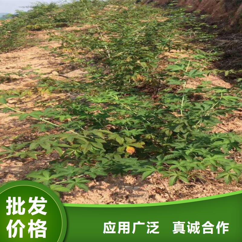 【树莓草莓苗按需定制真材实料】