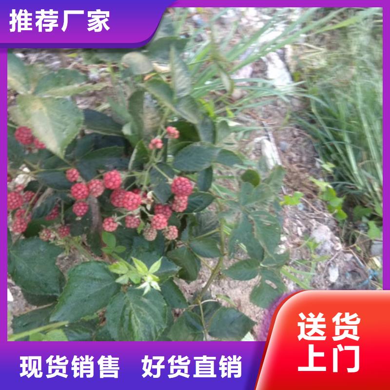 树莓蓝莓苗批发商