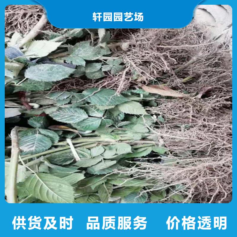 树莓蓝莓苗价格实惠工厂直供