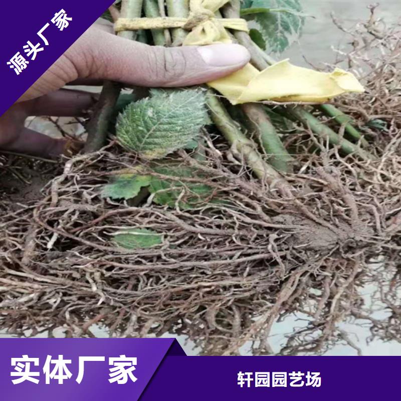 树莓-【嘎啦苹果】多种规格可选