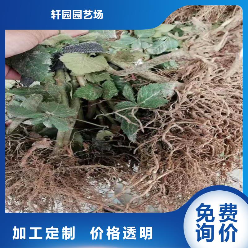 【树莓桃树苗质量无忧】