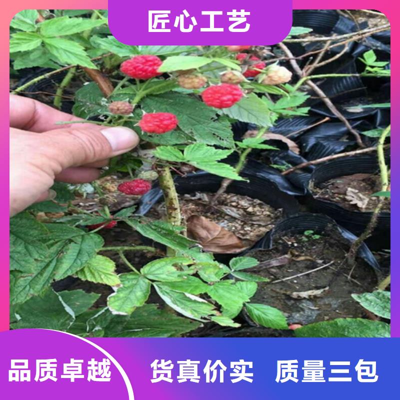 树莓,葡萄苗规格齐全实力厂家