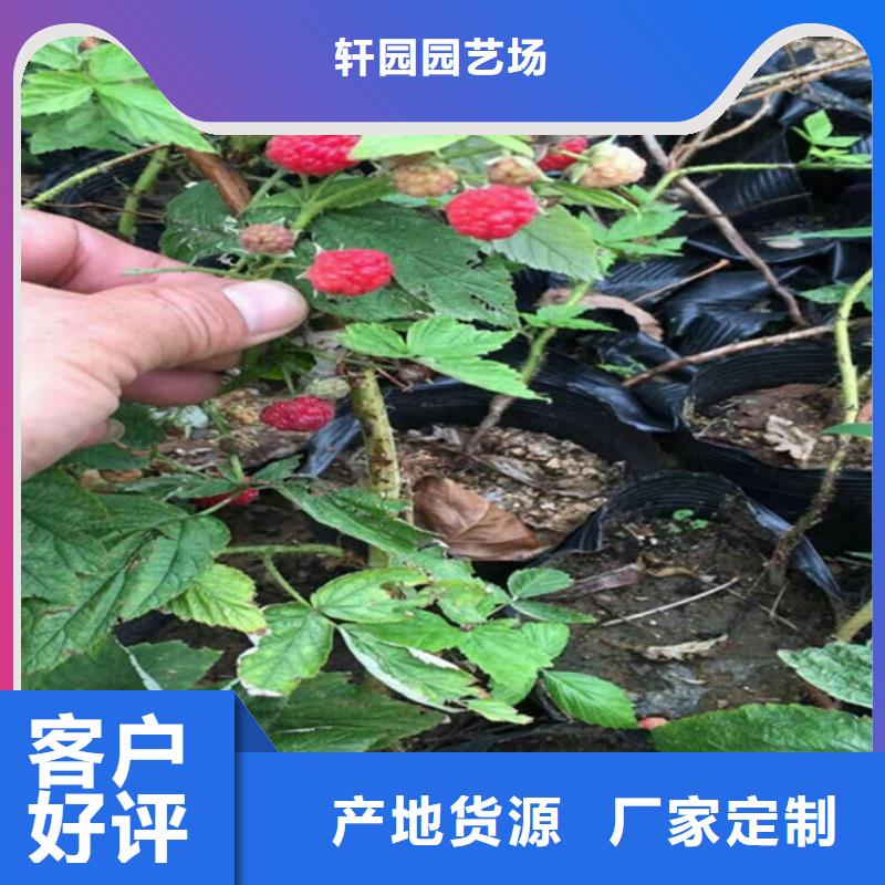 【树莓,【猕猴桃苗】严格把控每一处细节】