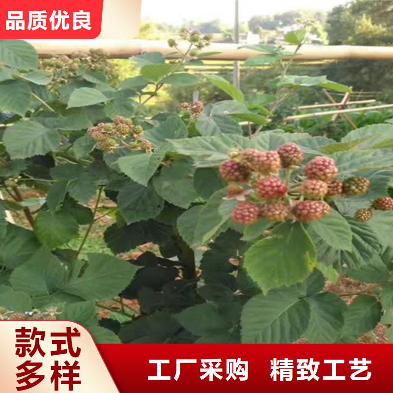 树莓_【蓝莓苗】产品细节