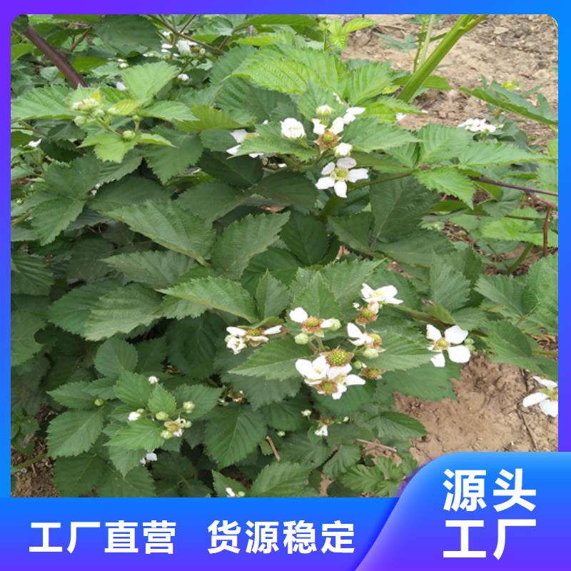 【树莓桃树苗质量无忧】