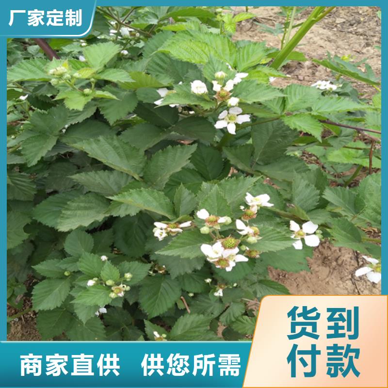 树莓,【无花果苗】工程施工案例