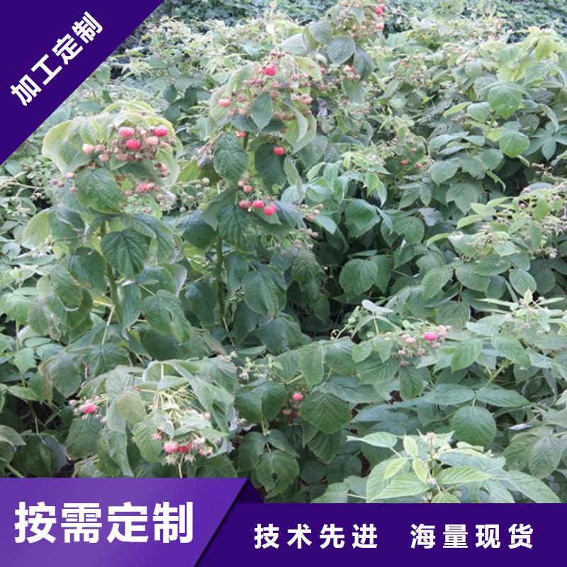 【树莓】苹果苗适用范围广