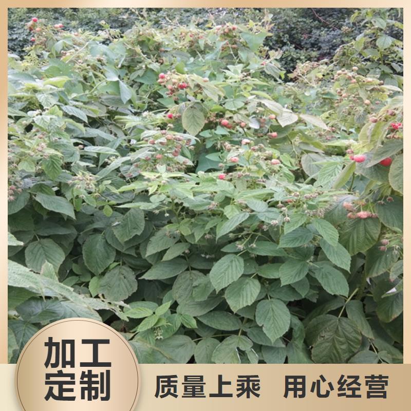 【树莓】苹果苗适用范围广