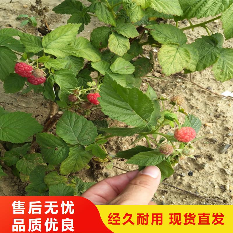 树莓苹果苗48小时发货