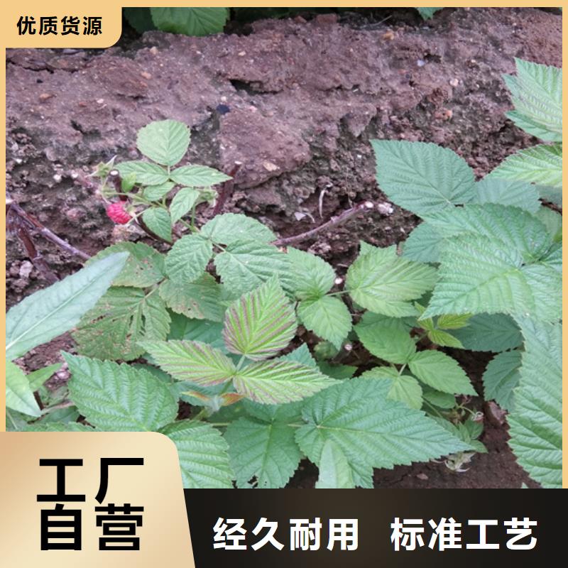 【树莓】_苹果苗多种款式可随心选择