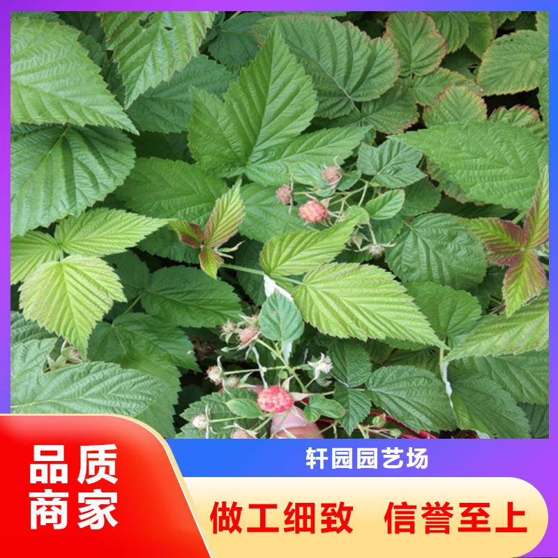 树莓-【嘎啦苹果】多种规格可选