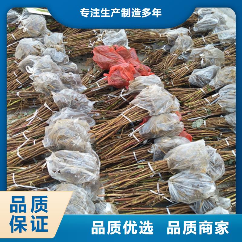 树莓【樱桃苗】匠心打造