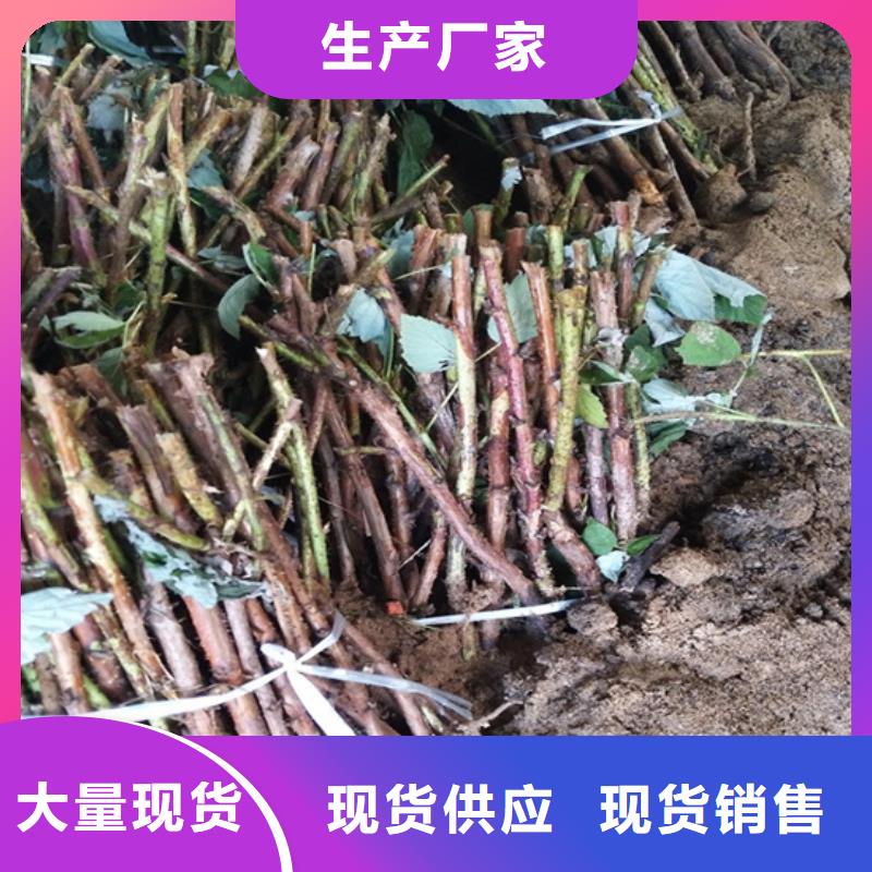 【树莓_苹果苗价格有优势】