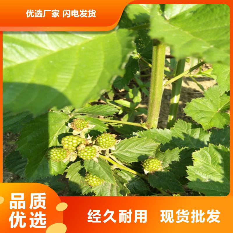 【树莓桃树苗通过检测】